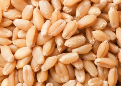 natural wheat grain 500x500 1