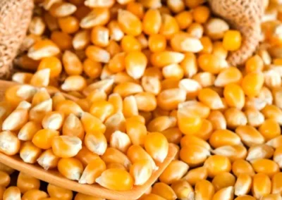 popcorn maize 500x500 2