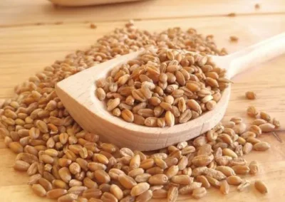 whole wheat grains 500x500 2