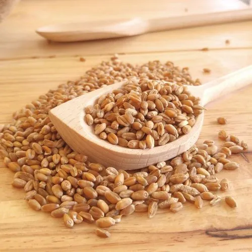 whole-wheat-grains-500x500-2 whole wheat grains 500x500 2